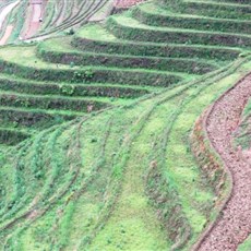 Dragon's Backbone rice terraces